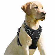 Image result for Dog Harness with Handle