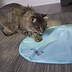 Image result for Awesome Cat Toys