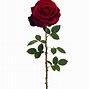 Image result for Rose Rouge Epine Fannee