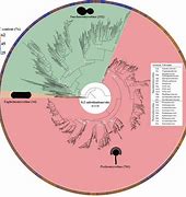 Image result for What Do SRP RNA Do