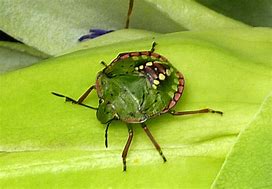 Image result for "southern-green-stink-bug"