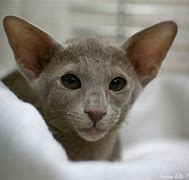 Image result for Lilac Siamese Cat