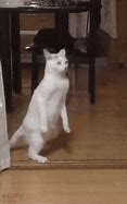 Image result for Cat Meme Walking Away Like a Boss