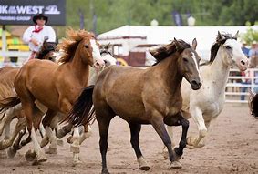 Image result for Wild Horse Race