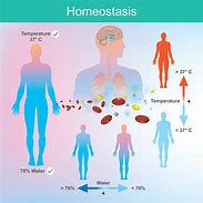 Image result for homeostawis