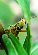 Image result for Grasshopper Close Up