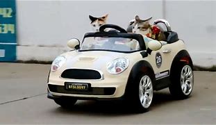 Image result for Cat On a Mini Car