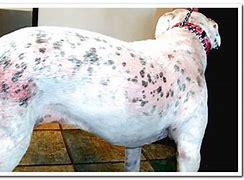 Image result for Canine Scabies