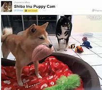 Image result for Shiba Inu Puppy Cam