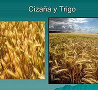 Image result for ciza�a