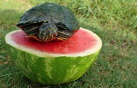 Image result for Turtle Eating Watermelon