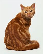 Image result for Red Fured Cats
