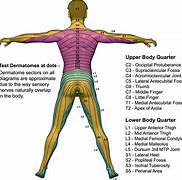 Image result for Dermatomes Myotomes