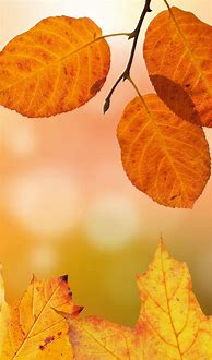 Image result for Leaves Wallpaper