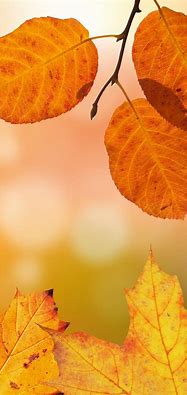 Image result for Pink iPhone Wallpaper Fall