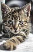 Image result for Pics of Kittens
