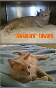 Image result for Awkward Cat Meme