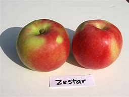 Image result for Zestar Apple Leaves