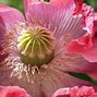 Image result for Opium Poppy