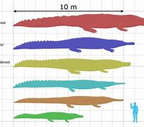 Image result for What Is the 2nd Biggest Animal in the World