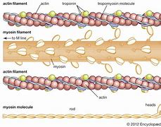 Image result for actin�metri