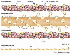 Image result for actin�brafo