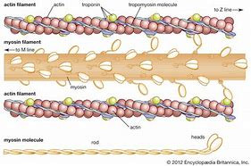 Image result for actin�gfafo