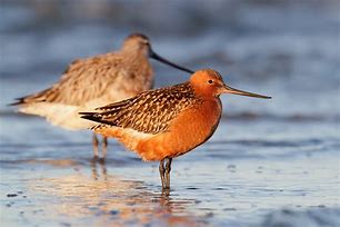 Image result for Limosa lapponica