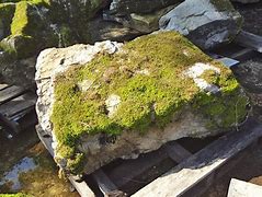 Image result for Flatwillow Moss Rock