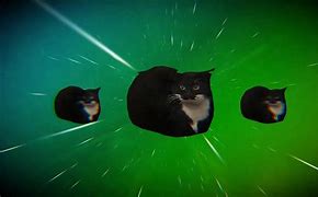 Image result for Cat Meme Video