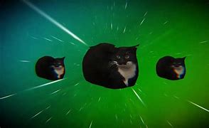 Image result for Original Cat Meme