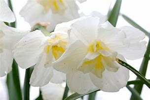 Image result for Narcissus Lemon Beauty