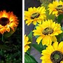 Image result for Fiber Optic Flower Light