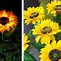 Image result for Solar Sunflower Decor