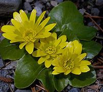 Image result for Ranunculus kochii