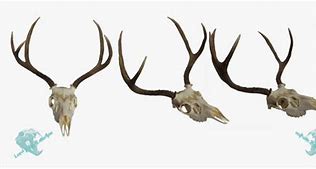 Image result for Whitetail Deer Skull Clip Art