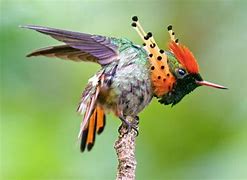 Image result for Lophornis Trochilidae