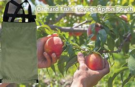 Image result for Apple-Picking Pouch