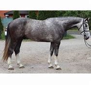Image result for Appaloosa Friesian Sport Horse