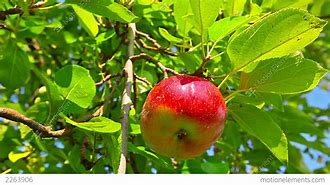 Image result for Red Apple Hanging On Tree