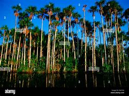 Image result for Rainforest Palm Trees