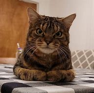 Image result for Annoyed Kitten Picture