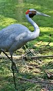Image result for gruidae