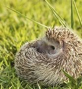 Image result for Hedgehog Adaptations