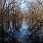 Image result for Trees and Water along Chesapeake