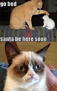Image result for Grumpy Cat Lie Memes