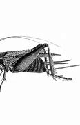 Image result for Micro Crickets