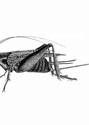 Image result for Different Types of Crickets