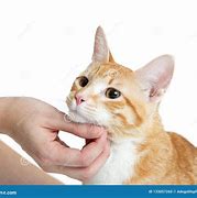 Image result for Human Petting Cat