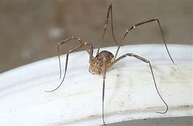 Image result for 6 Legged Spider